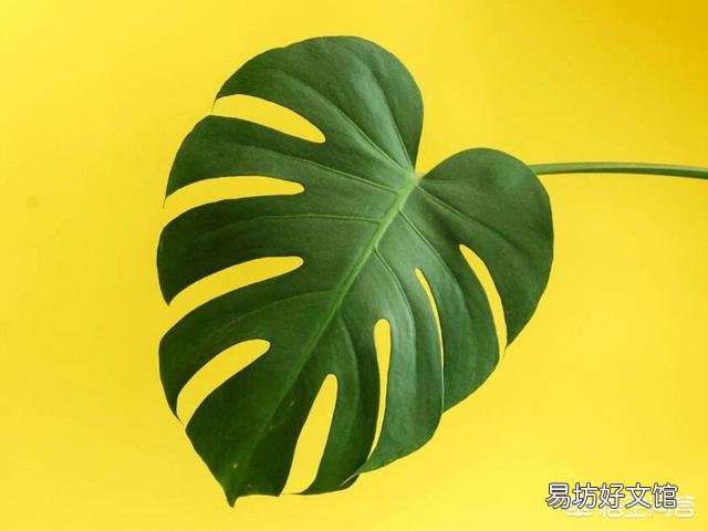 家庭盆栽龟背竹好养吗?