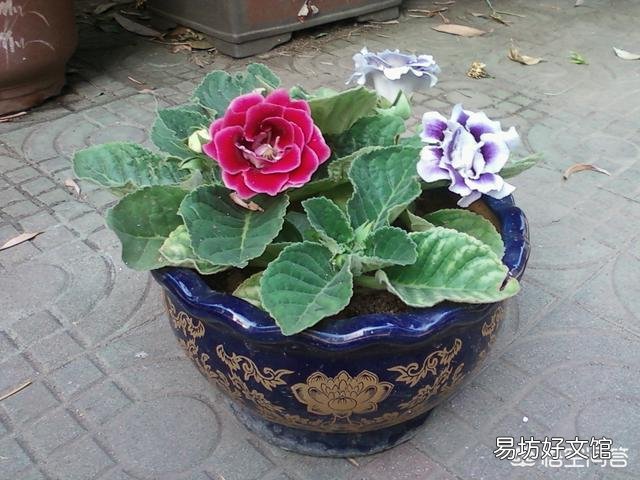 这是大岩桐吗,为什么只长不开花?