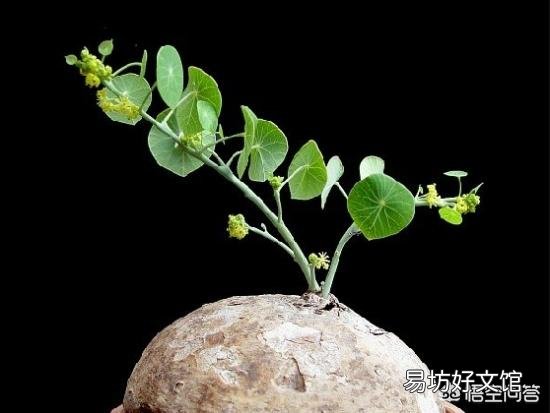 鸟笼里造景,种什么植物比较好?
