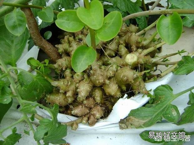 鸟笼里造景,种什么植物比较好?