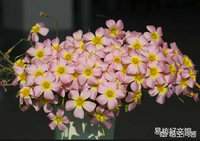 如何让养的植物在春节期间开花?
