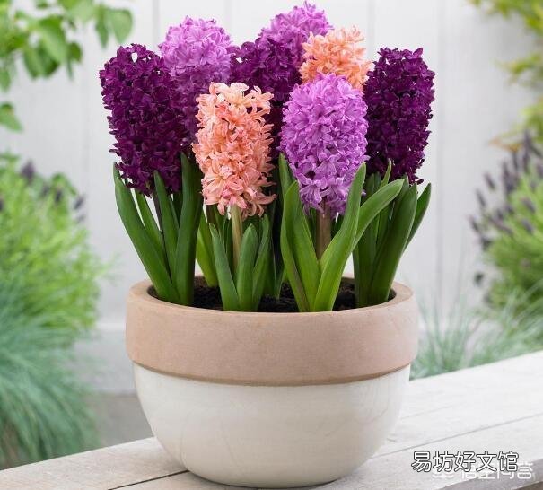 如何让养的植物在春节期间开花?