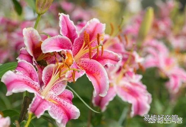 如何让养的植物在春节期间开花?