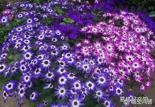 如何让养的植物在春节期间开花?