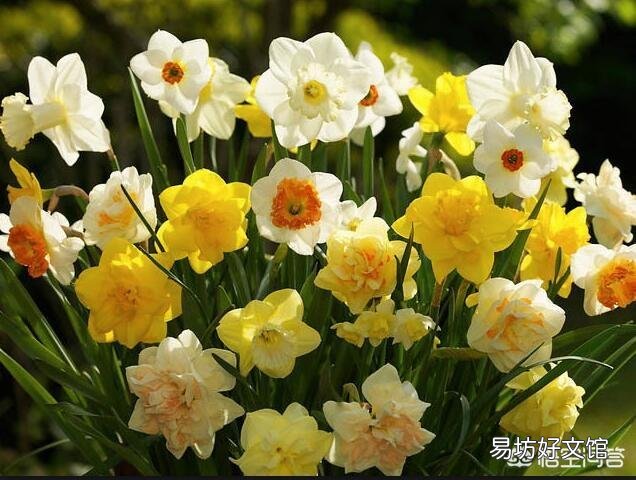 如何让养的植物在春节期间开花?