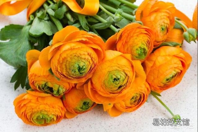 如何让养的植物在春节期间开花?