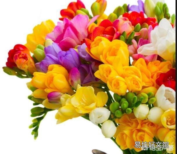 如何让养的植物在春节期间开花?