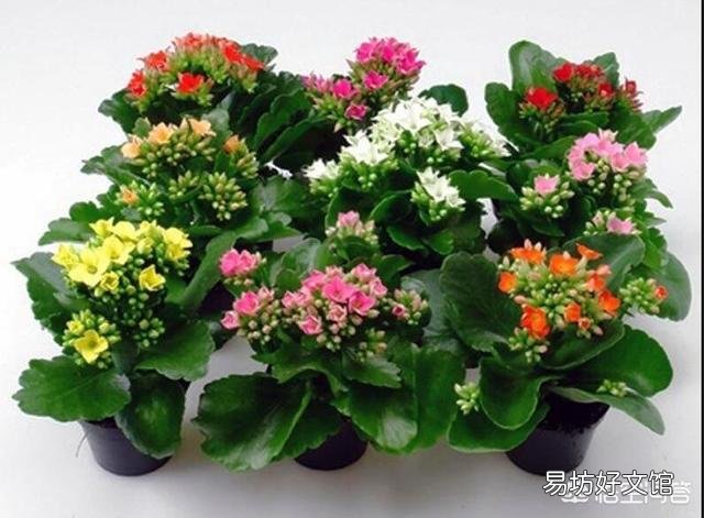 如何让养的植物在春节期间开花?