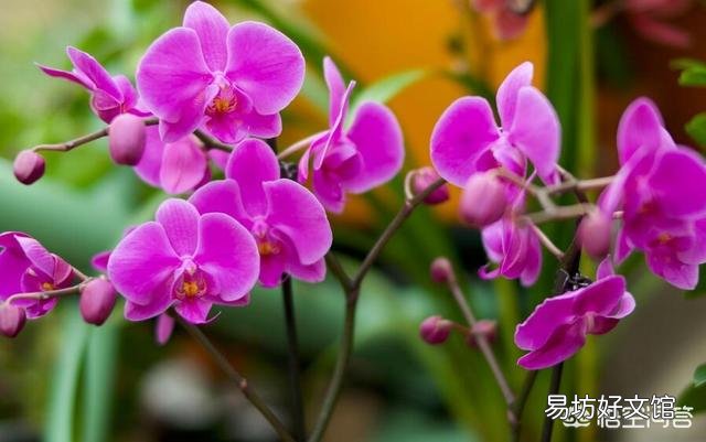 如何让养的植物在春节期间开花?