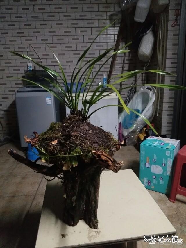 兰花假鳞茎换盆时受伤了怎么办?
