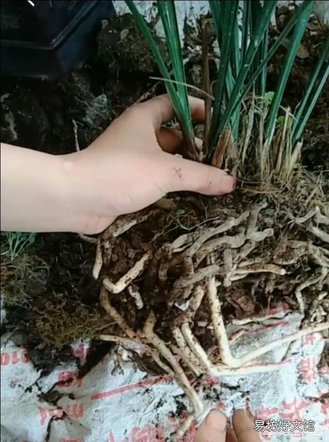 兰花假鳞茎换盆时受伤了怎么办?