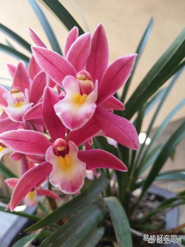 兰花假鳞茎换盆时受伤了怎么办?