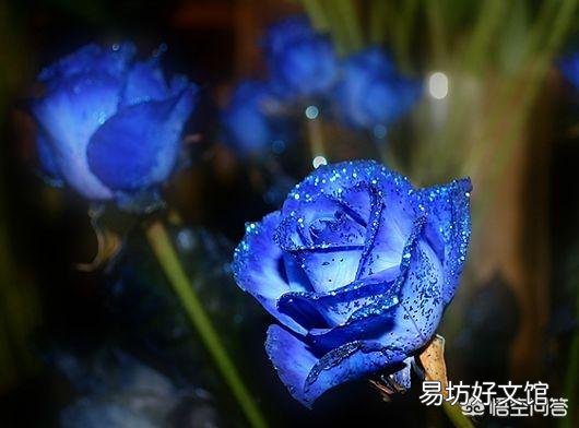 花店中的‘’蓝色妖姬‘’其实是哪一种花?