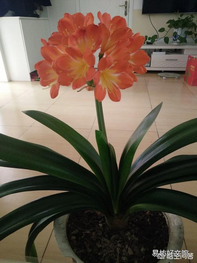 我家的君子兰开花，但花茎没长起来，是夹箭吗？