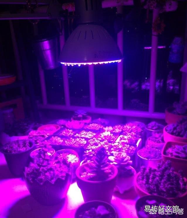 如何正确使用多肉植物补光灯?