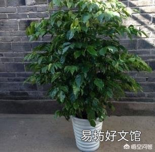 绿宝叶片发黄、发干,有掉落情况,是什么原因?