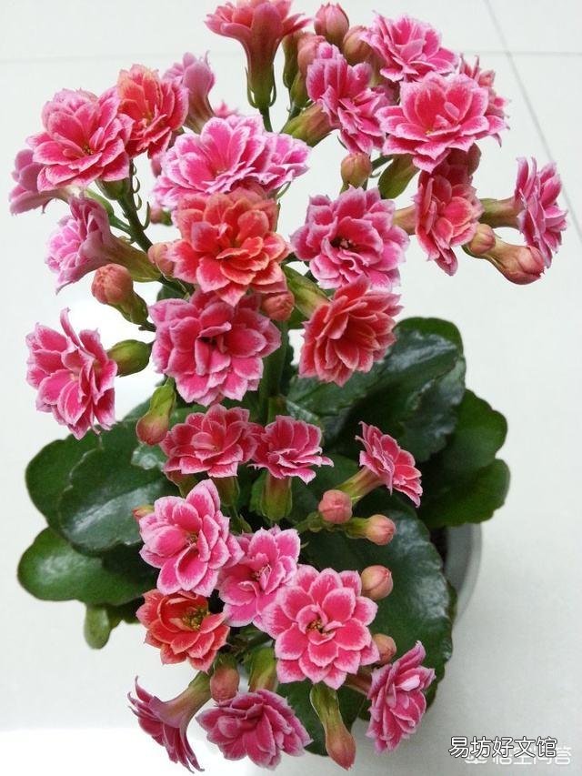 长寿花叶老是黄一半怎么回事?