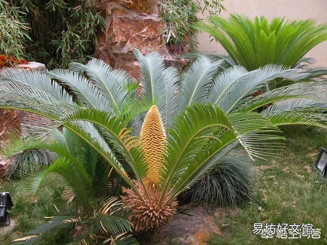 怎样辩别苏铁雌雄。三年以上的?