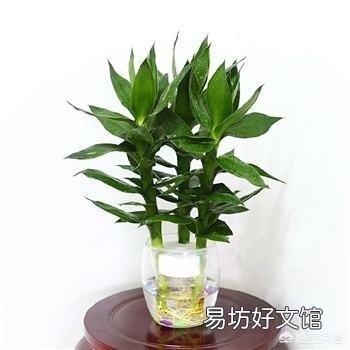 买回来的观音竹放水里养，根烂了，还有救吗？
