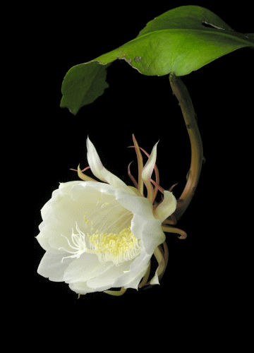 昙花长出一长杆怎么回事?