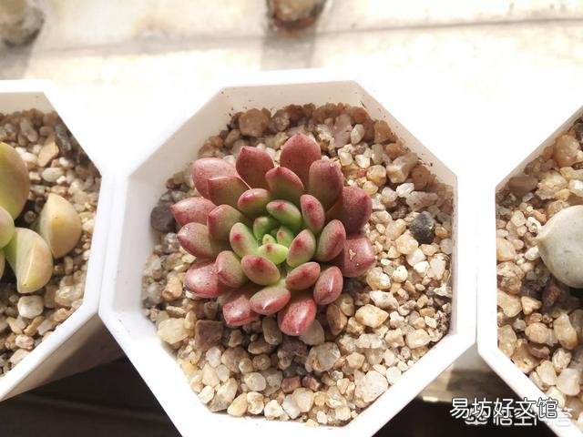 为什么我的多肉越来越绿了？