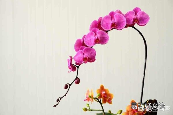 蝴蝶花苞消苞是什么原因?