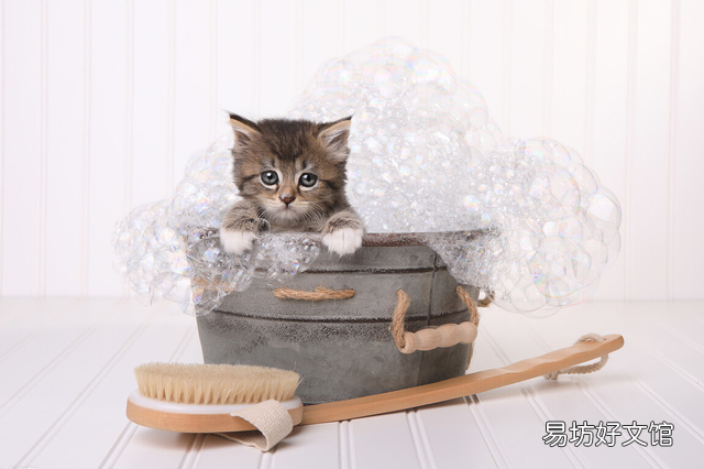 小猫洗澡(小猫洗澡注意什么)