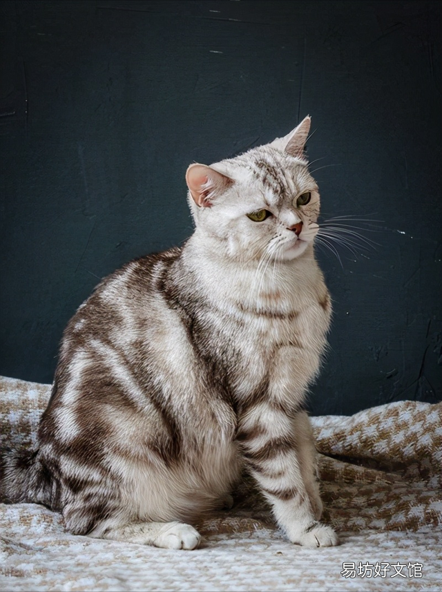 小猫洗澡(小猫洗澡注意什么)