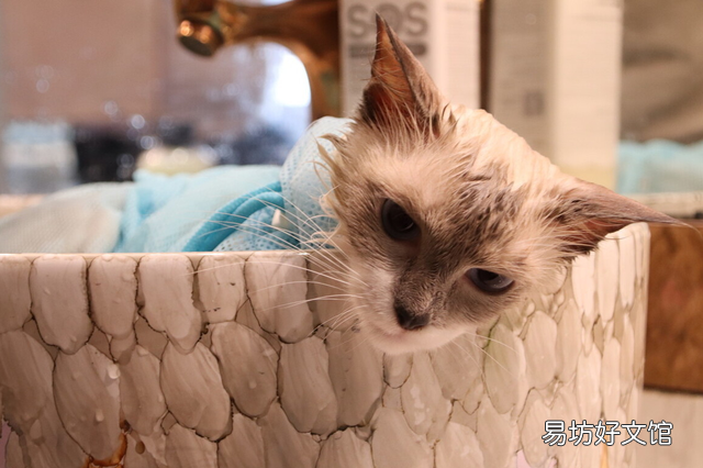 小猫洗澡(小猫洗澡注意什么)