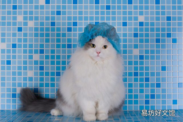 小猫洗澡(小猫洗澡注意什么)