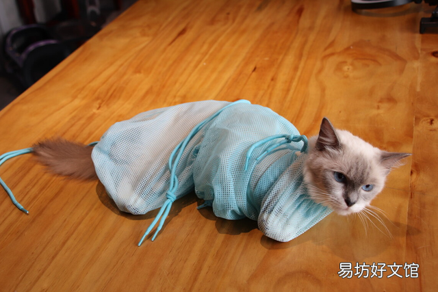 小猫洗澡(小猫洗澡注意什么)