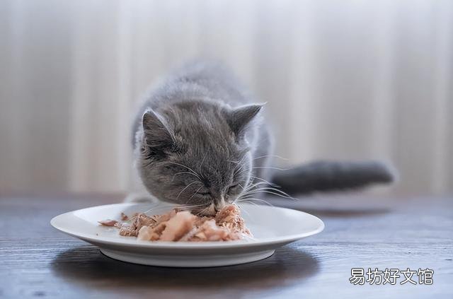 猫可以近亲繁殖吗(一窝猫可以近亲繁殖吗)