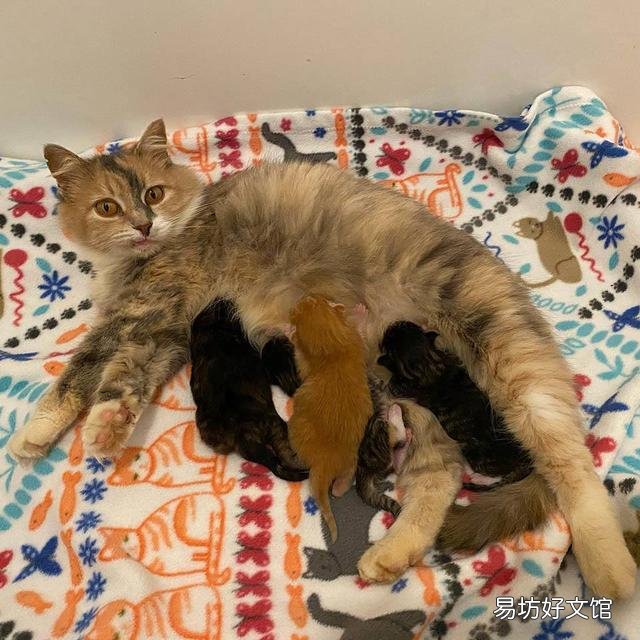 猫可以近亲繁殖吗(一窝猫可以近亲繁殖吗)