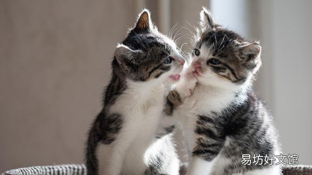 猫可以近亲繁殖吗(一窝猫可以近亲繁殖吗)