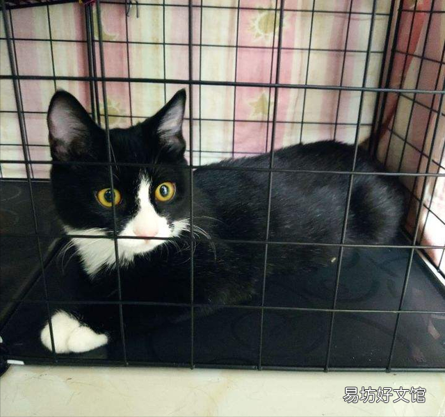 猫可以近亲繁殖吗(一窝猫可以近亲繁殖吗)