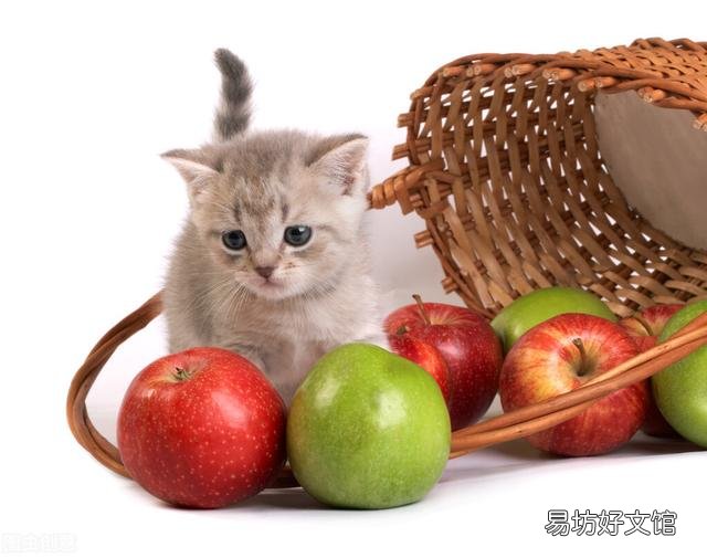 猫能吃苹果吗(小奶猫能吃苹果吗)