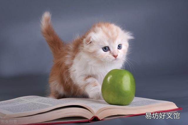 猫能吃苹果吗(小奶猫能吃苹果吗)