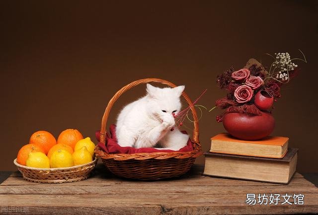 猫能吃苹果吗(小奶猫能吃苹果吗)