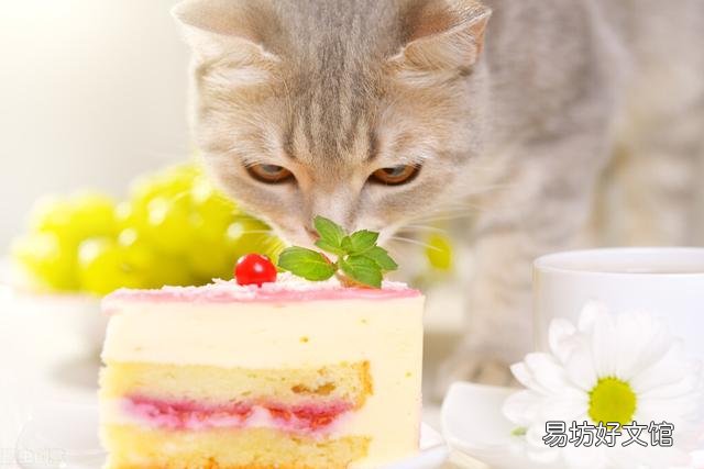 猫能吃苹果吗(小奶猫能吃苹果吗)