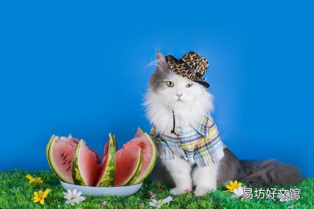 猫能吃苹果吗(小奶猫能吃苹果吗)