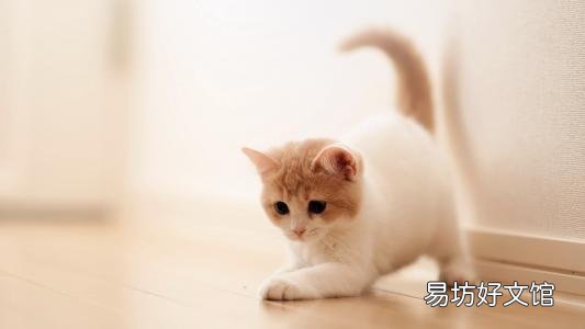 猫感冒的表现(猫感冒了的表现)