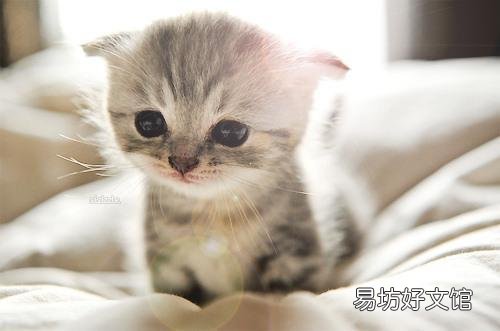 猫感冒的表现(猫感冒了的表现)