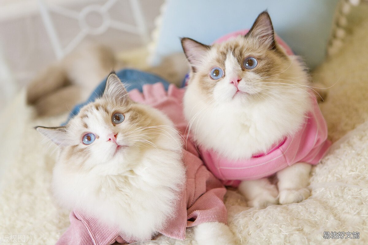 给猫最快解决便秘(给猫最快解决便秘吃什么药)