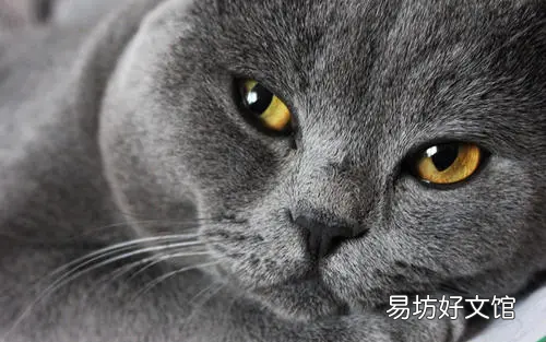 猫咪体重年龄对照表(英短猫咪体重年龄对照表)