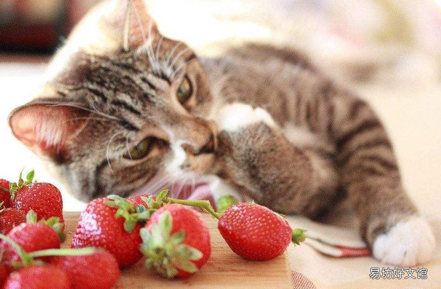 猫咪可以吃什么(猫咪可以吃什么水果)
