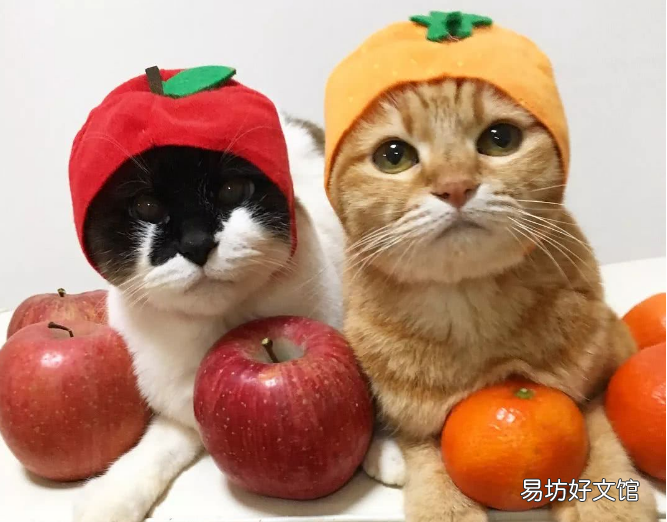 猫咪可以吃什么(猫咪可以吃什么水果)