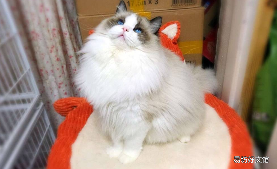 猫换毛期是什么时候(布偶猫换毛期是什么时候)