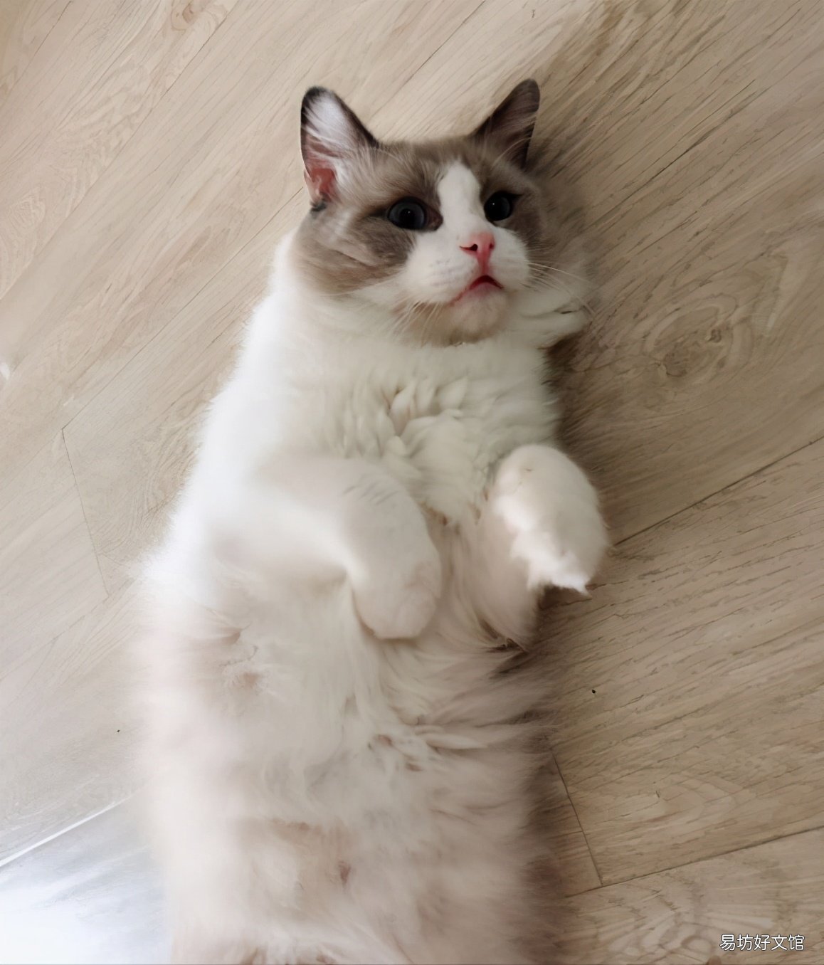 猫换毛期是什么时候(布偶猫换毛期是什么时候)