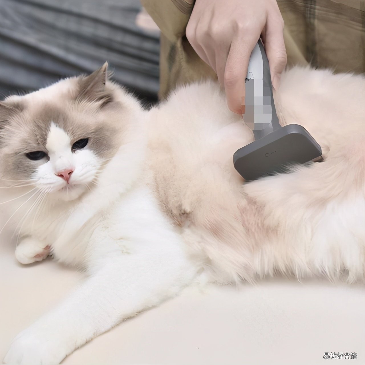 猫换毛期是什么时候(布偶猫换毛期是什么时候)