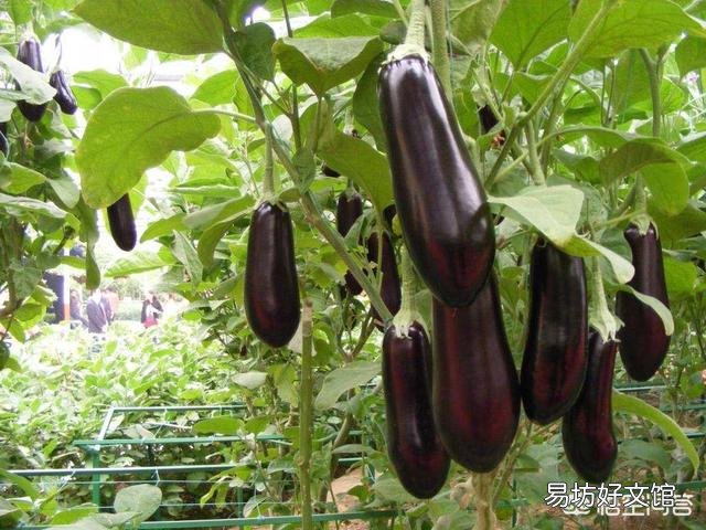 茄子个头长不大,要怎样护理才能改变这种局面?